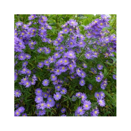 Aster x ericoides 'Blue Wonder'