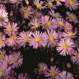 Aster ericoides 'Pink Star'