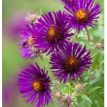 Aster novae angliae 'Marina Wolkonski'