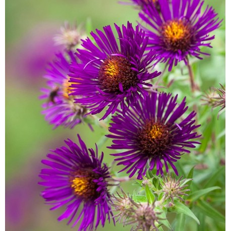 Aster novae angliae 'Marina Wolkonski'