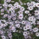 Aster x 'Vasterival'