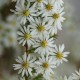 Aster ericoides 'Schneetanne'