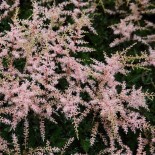 Astilbe simplicifolia 'Sprite'