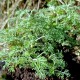 Artemisia abrotanum 'Courson'