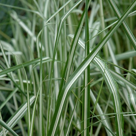 Calamagrostis x acutiflora 'Avalanche'