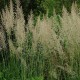 Calamagrostis x acutiflora 'Waldenbuch'