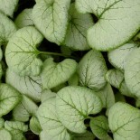 Brunnera macrophylla 'Looking Glass'