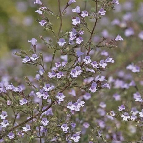 Calamintha nepeta