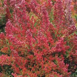 Calluna vulgaris 'Winter Chocolate'