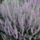 Calluna vulgaris 'Silver Knight'