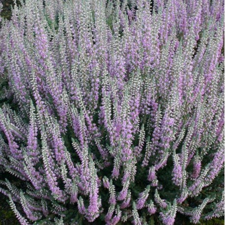 Calluna vulgaris 'Silver Knight'