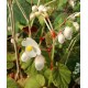 Begonia evansiana 'Grandis Alba'