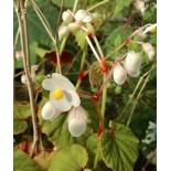 Begonia evansiana 'Grandis Alba'