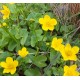 Caltha palustris