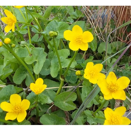 Caltha palustris