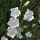 Campanula persisifolia 'Alba'