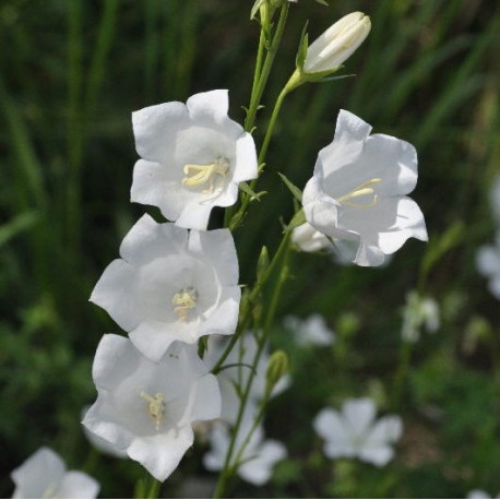 Campanula persisifolia 'Alba'