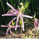 Campanula takesimana 'Pink Octopus'