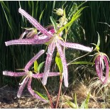 Campanula takesimana 'Pink Octopus'