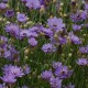 Catananche caerulea