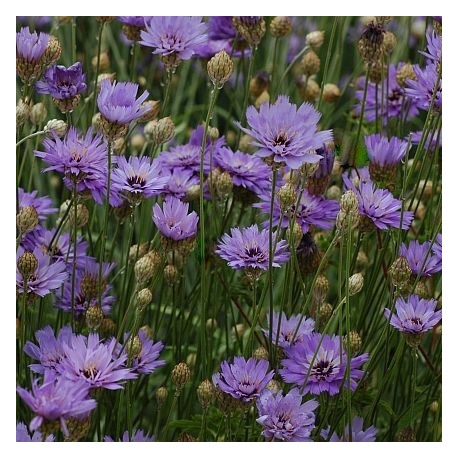 Catananche caerulea