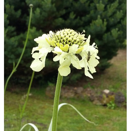 Cephalaria gigantea