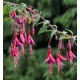 Fuchsia regia sssp Reitzii