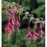 Fuchsia regia sssp Reitzii