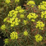 Euphorbia cyparisias 'Clarice Howard'