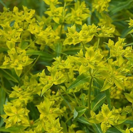 Euphorbia ceratocarpa