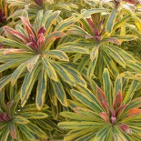 Euphorbia martinii 'Ascot Rainbow'
