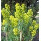 Euphorbia characias ssp wulfenii