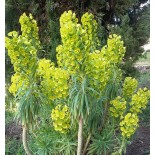 Euphorbia characias ssp wulfenii