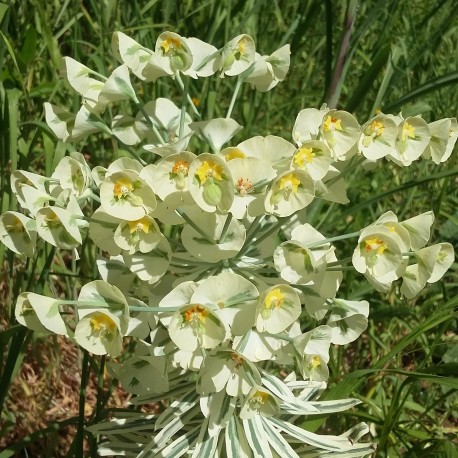 Euphorbia characias 'Tasmanian Tiger'