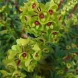 Euphorbia martinii