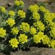 Euphorbia myrsinites