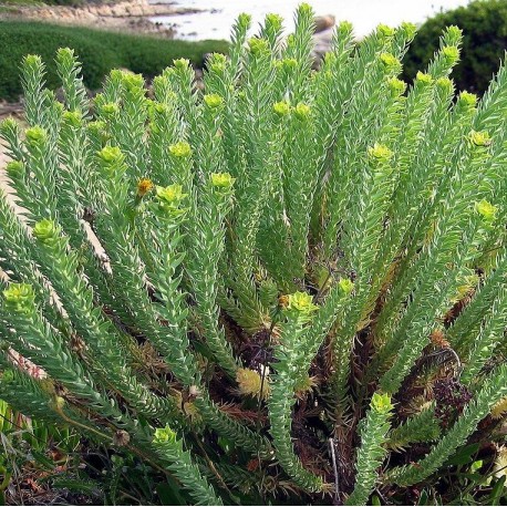 Euphorbia pithyusa