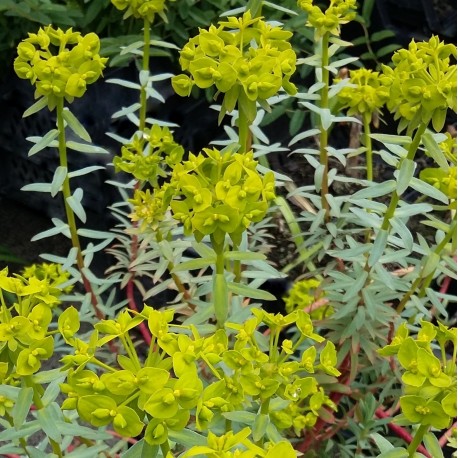 Euphorbia x Blue Haze'