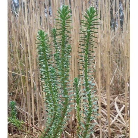 Euphorbia paralias (maritima)