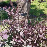 Clematis recta 'Purpurea'