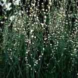 Polygonum scoparium