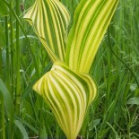 Convallaria majalis 'Aureostriata'