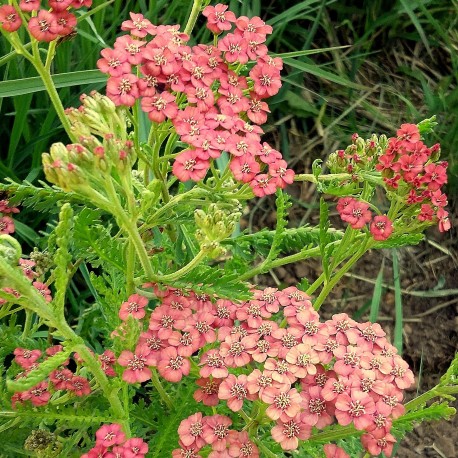 Achillea millefolium 'Apple Blossom'"