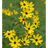 Coreopsis tripteris