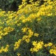 Coreopsis tripteris