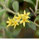 Corokia virgata