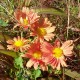 Chrysanthemum (Dendrathema) 'Cottage Apricot'