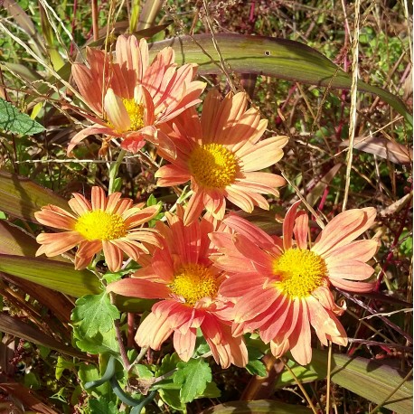 Chrysanthemum (Dendrathema) 'Cottage Apricot'