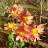 Chrysanthemum (Dendrathema) 'Cottage Apricot'