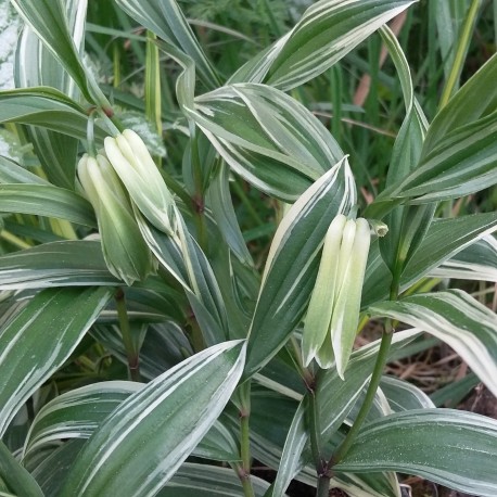 Disporum sessile 'Variegatum'